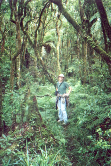 Fern Forest